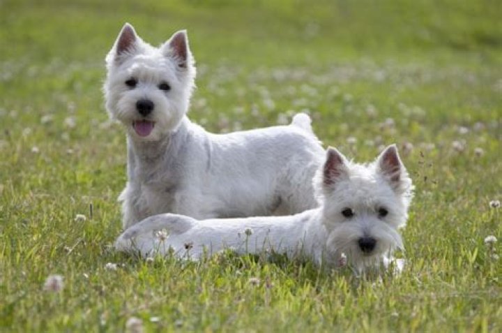 Why are Westies the worst?