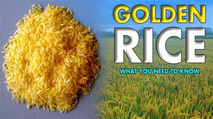 Why did golden rice fail?