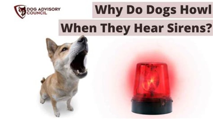 Why do dogs howl at Siren?