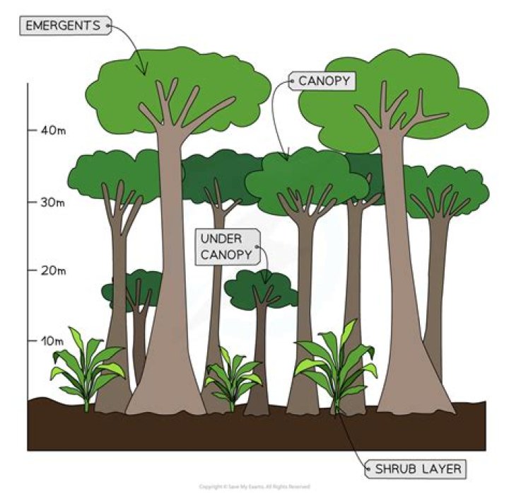 Why do emergent trees grow tall?
