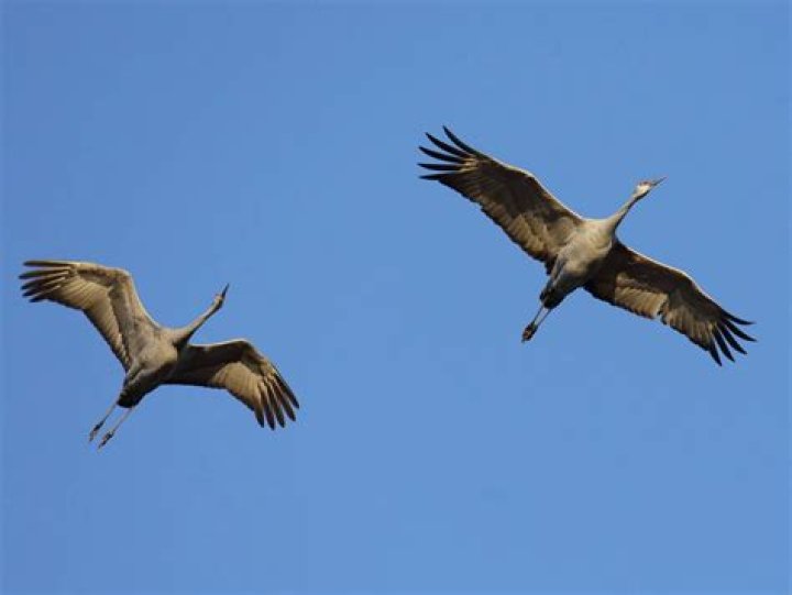 Why do sandhill cranes make so much noise?
