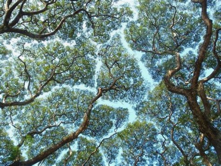 Why do trees do crown shyness?