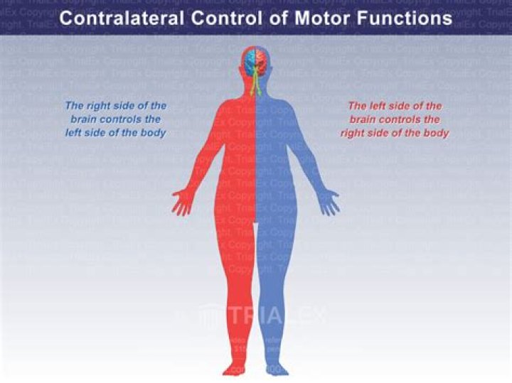 Why do we have contralateral function?