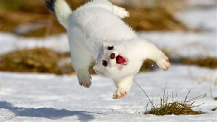 Why do weasels do a war dance?