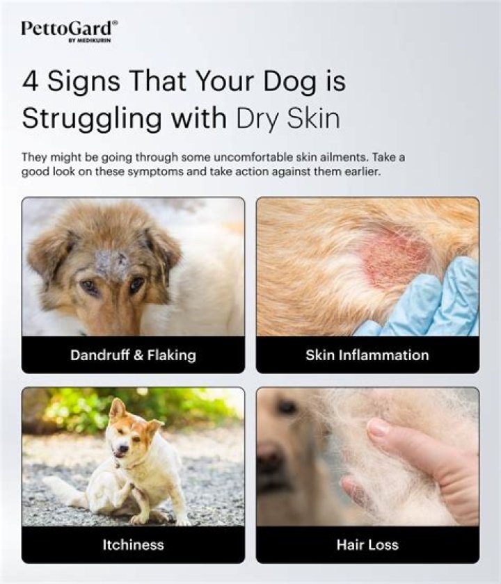 Why does my dog have white flakes in her fur?