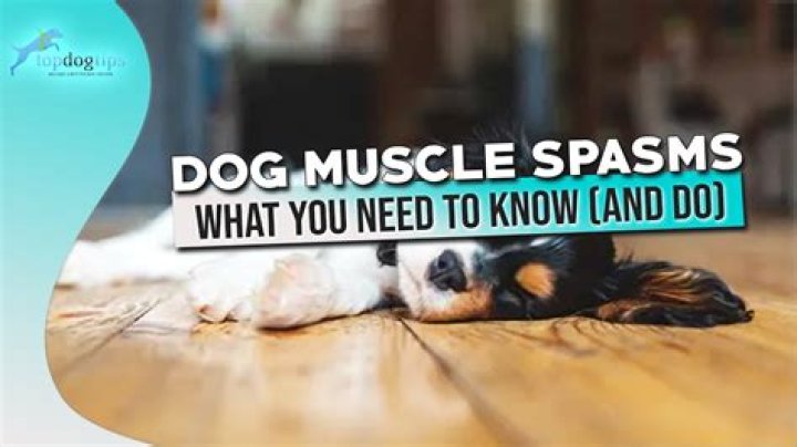 Why does my dog keep having muscle spasms?