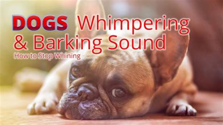 Why does my puppy keep whining and barking?