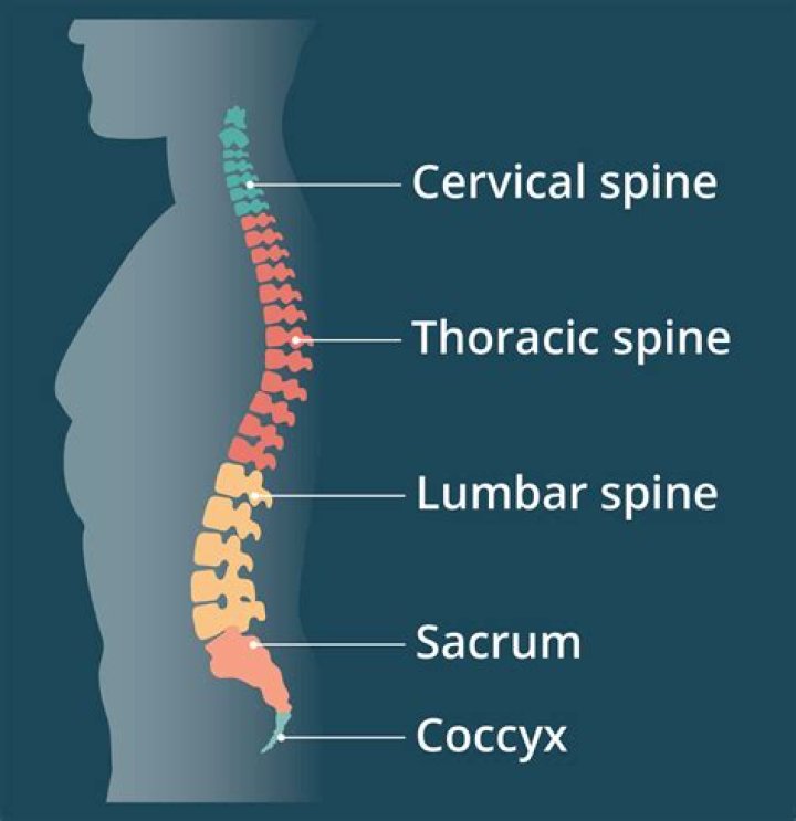 Why does my spine have no curve?