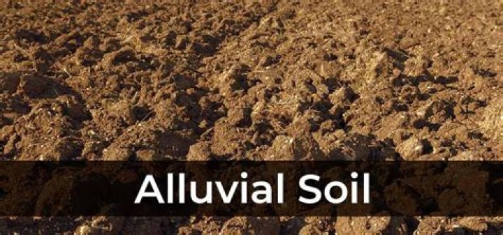 Why is alluvial soil yellow in colour?
