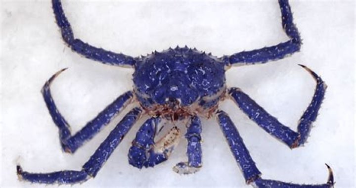 Why is blue crab so expensive?