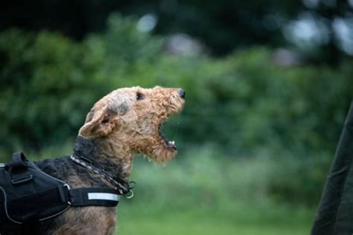 Why is my Airedale aggressive?
