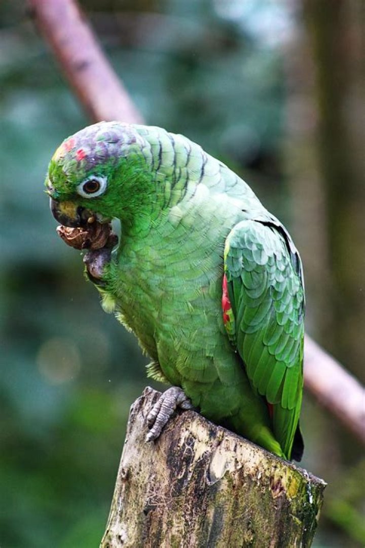 Why is my Amazon parrot so aggressive?