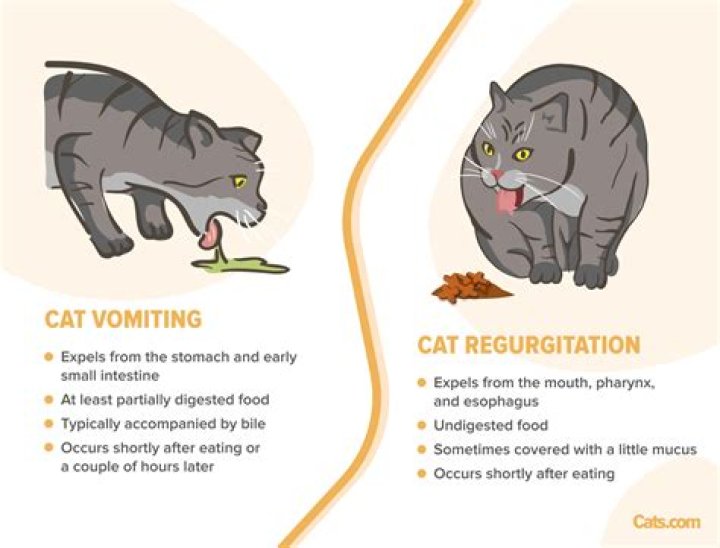 Why is my cat throwing up and acting lethargic?