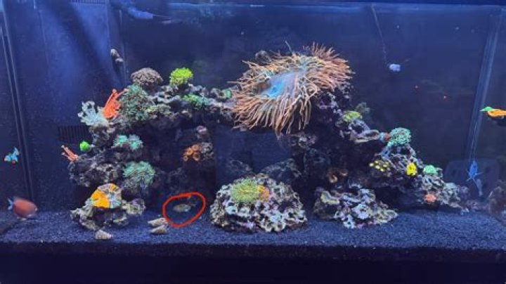 Why is my coral receding?