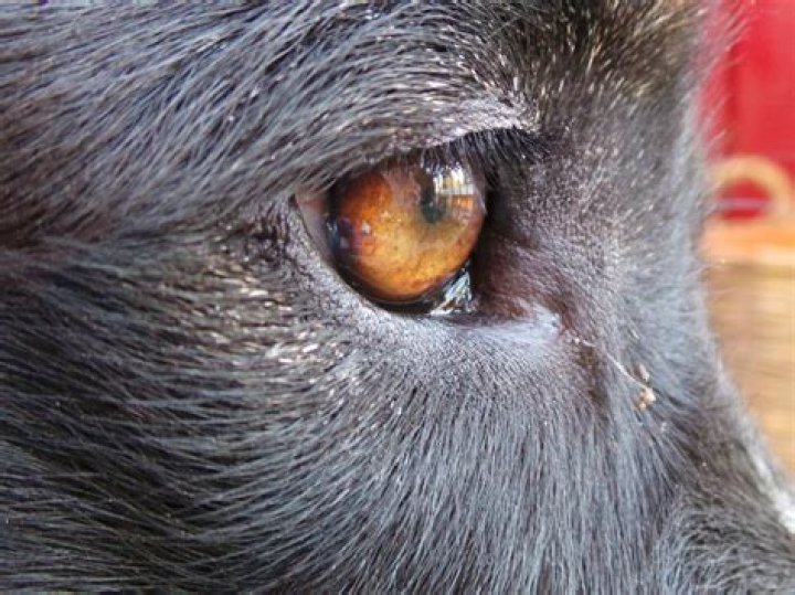 Why is my dogs inner eyelid swollen?