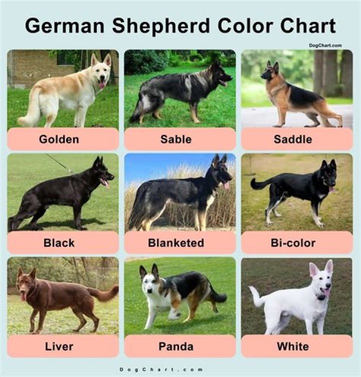 Why is my German Shepherd Brown?