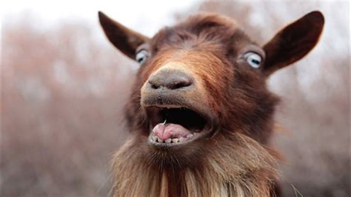 Why is my goat making weird noises?
