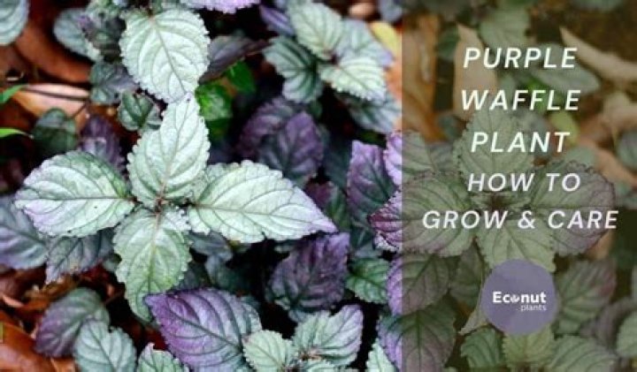 Why is my purple waffle plant not purple?
