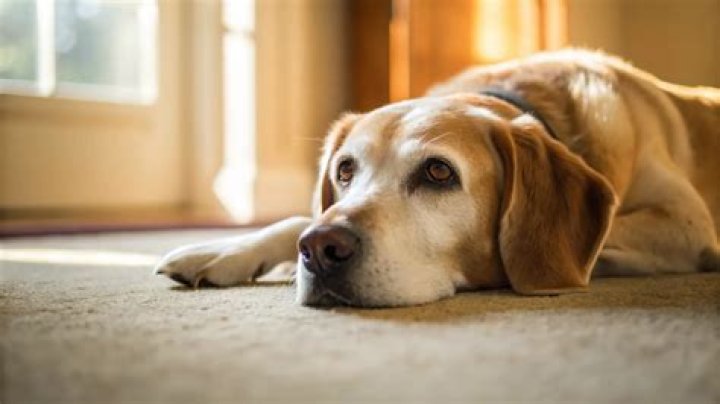 Why is my senior dog losing weight but still eating?