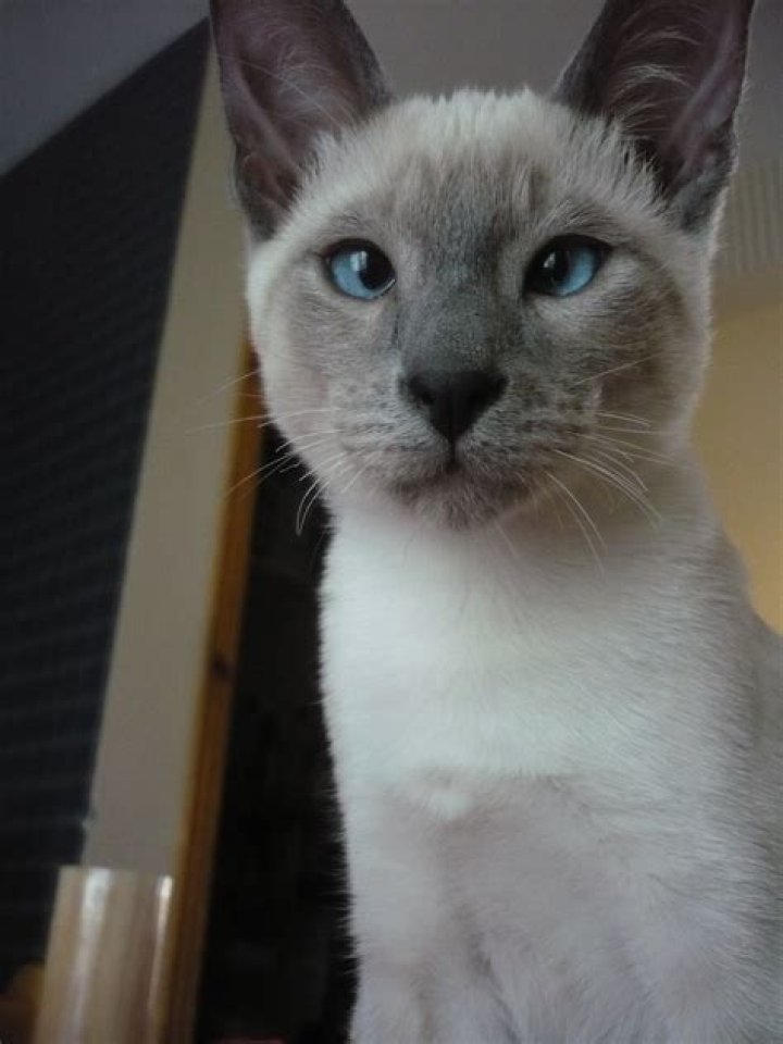 Why is my Siamese cat crying?