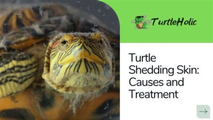 Why is my turtles neck shedding?