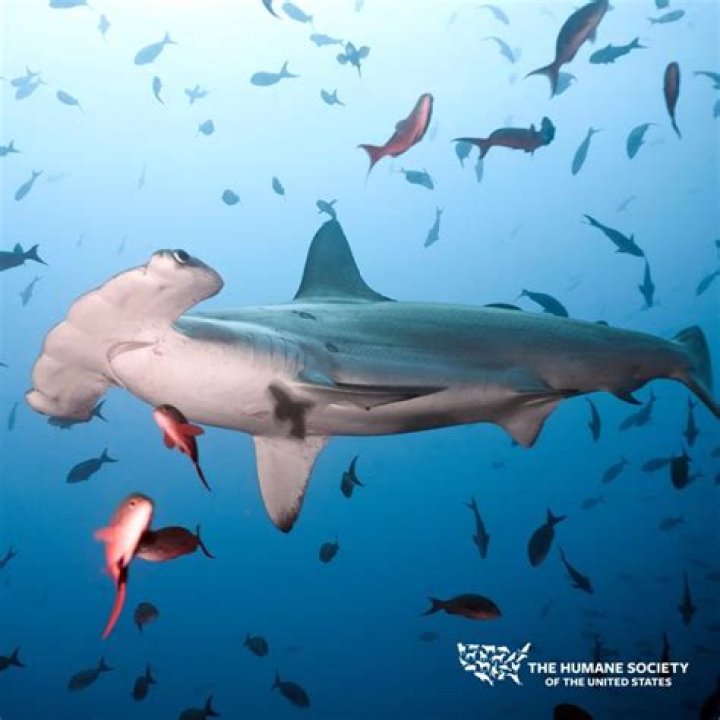 Why is Pondicherry shark endangered?
