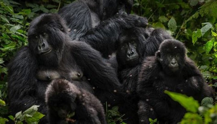 Why is Virunga National Park in danger?