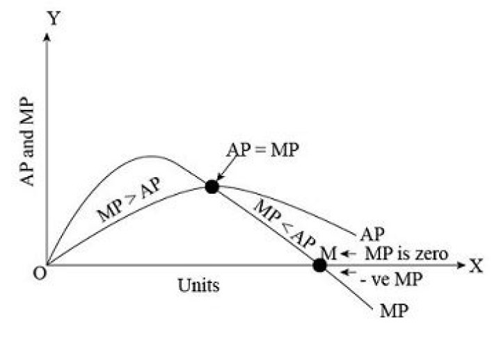 Why MP curves cut AP curve at maximum point?