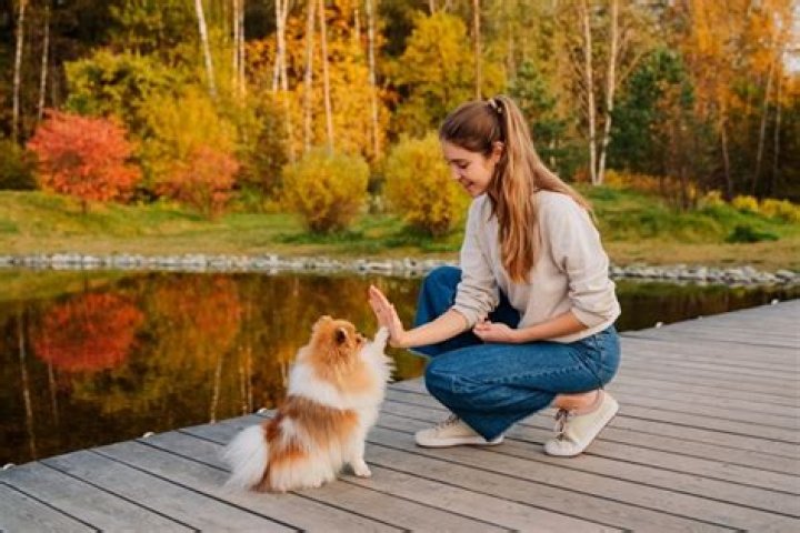 Why Pomeranians are the best?