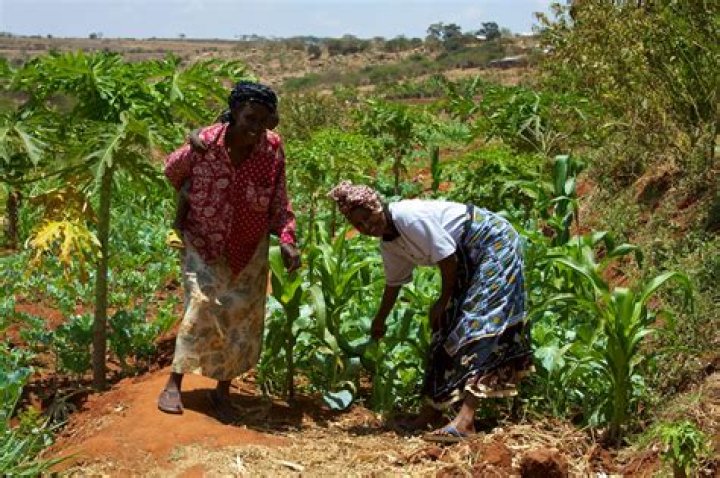 Why smallholder farming is important?