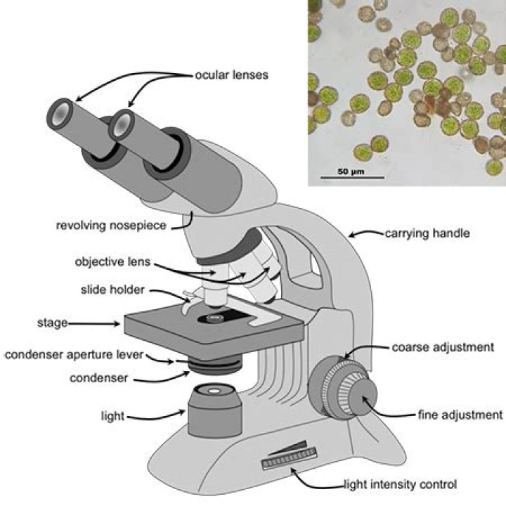 Why the light microscope is most commonly used?