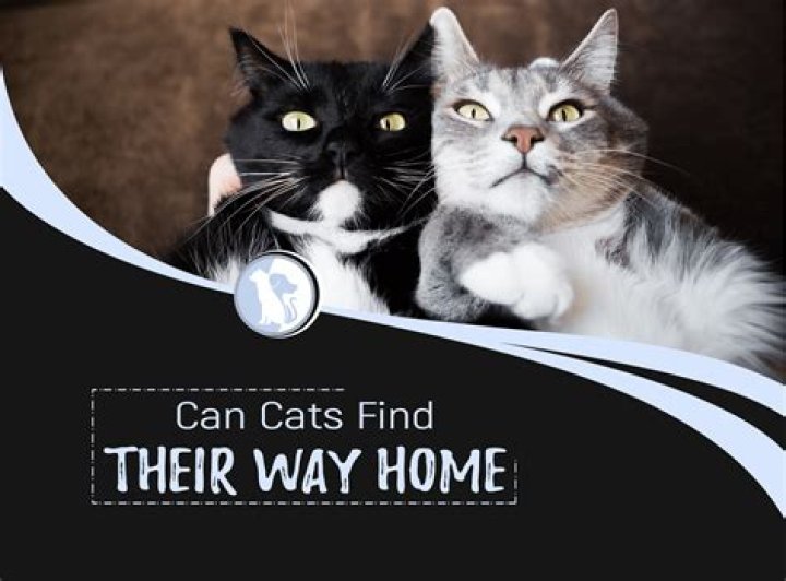 Will a cat try to find its way back home?