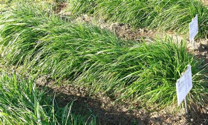 Will annual ryegrass spread?