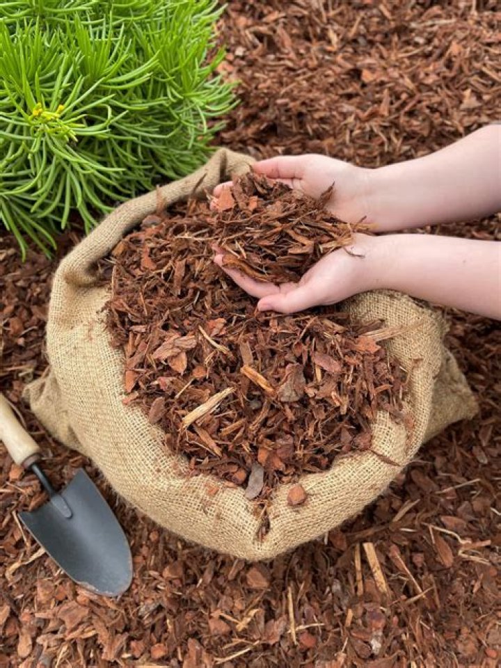 Will bagged manure burn plants?