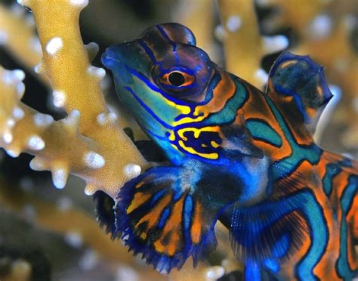 Will mandarins eat fish eggs?