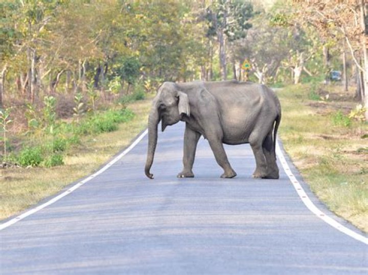 Will night closure of Mysore-Mananthavadi road at Nagarahole also work in Bandipur?